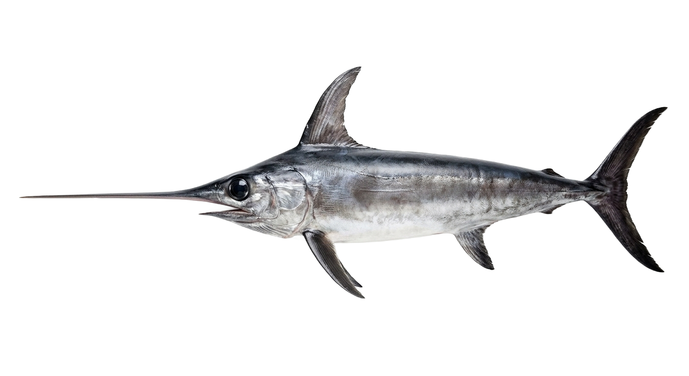 Swordfish